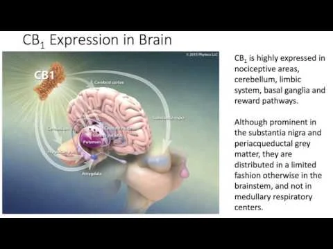 The Endocannabinoid System in Health and Disease - Dr Ethan Russo - Part 1