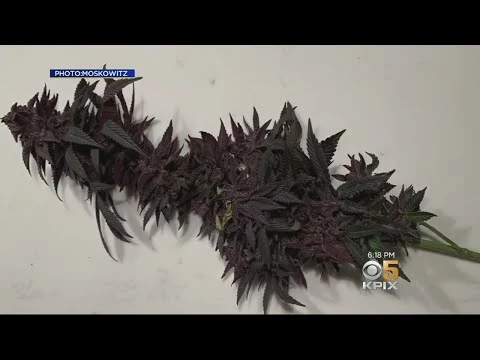 Cannabis Compound Eyed As Possible Diabetes Treatment