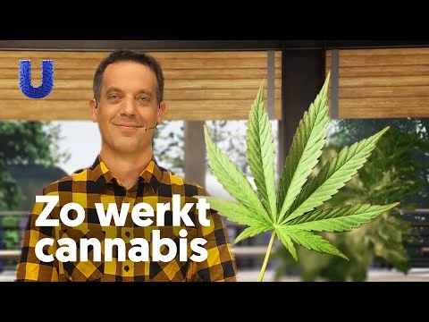 Waarom word je high van wiet?